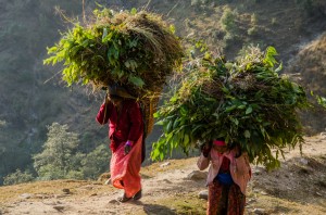 Alltag in Nepal: Gras schleppen für die Tiere