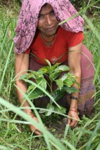 Farmerin mit einer Kaffeepflanze